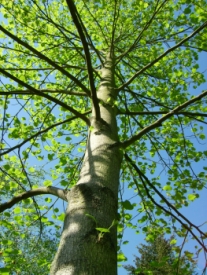 Tulpenbaum